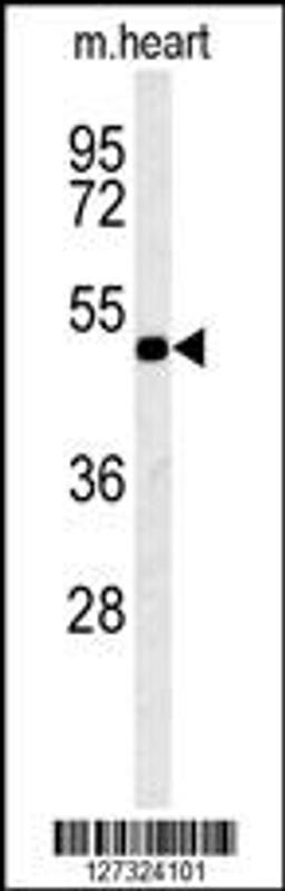 Western blot analysis in mouse heart tissue lysates (15ug/lane).This demonstrates the detected KCNV1 protein (arrow).