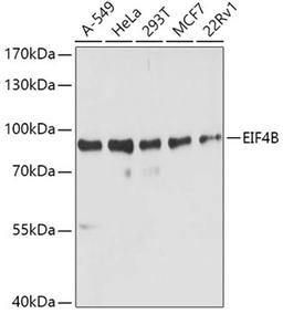 Western blot - EIF4B antibody (A5405)