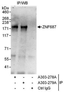 Detection of human ZNF687 by western blot of immunoprecipitates.