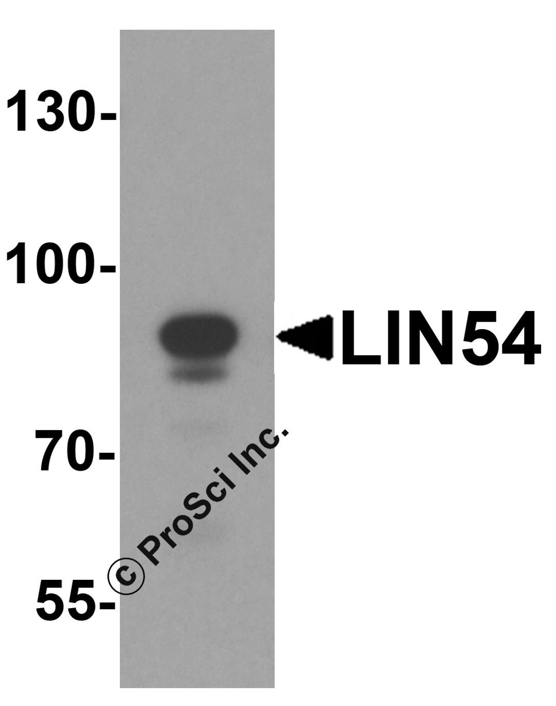 Western blot analysis of LIN54 in HeLa cell lysate with LIN54 antibody at 1 μg/ml.