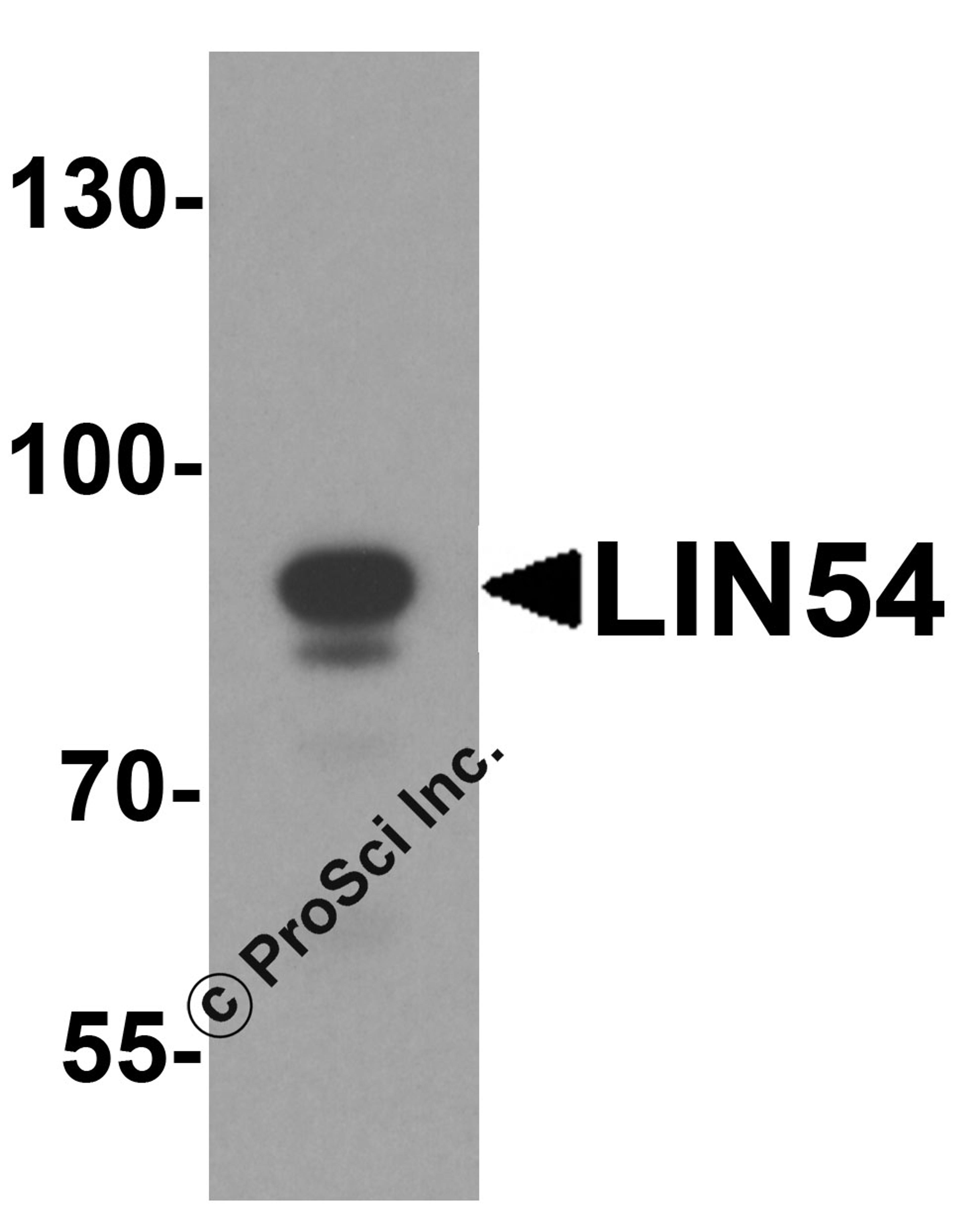 Western blot analysis of LIN54 in HeLa cell lysate with LIN54 antibody at 1 μg/ml.