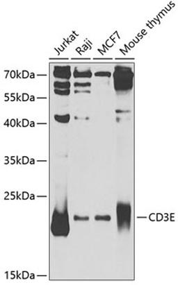 Western blot - CD3E Antibody (A1753)