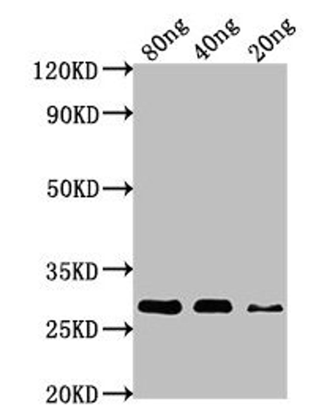 Western Blot. Positive WB detected in Recombinant protein. All lanes: nef antibody at 1:1000. Secondary. Goat polyclonal to rabbit IgG at 1/50000 dilution. Predicted band size: 28 kDa. Observed band size: 28 kDa.