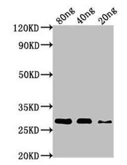 Western Blot. Positive WB detected in Recombinant protein. All lanes: nef antibody at 1:1000. Secondary. Goat polyclonal to rabbit IgG at 1/50000 dilution. Predicted band size: 28 kDa. Observed band size: 28 kDa.