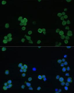 Immunofluorescence - GP1BA Polyclonal Antibody (A16048)