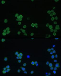 Immunofluorescence - GP1BA Polyclonal Antibody (A16048)