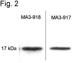 Western Blot: Calmodulin Antibody (2D1) [NB120-2860] - Analysis of purified calmodulin using NB120-5494 (right) and NB120-2860 (left).