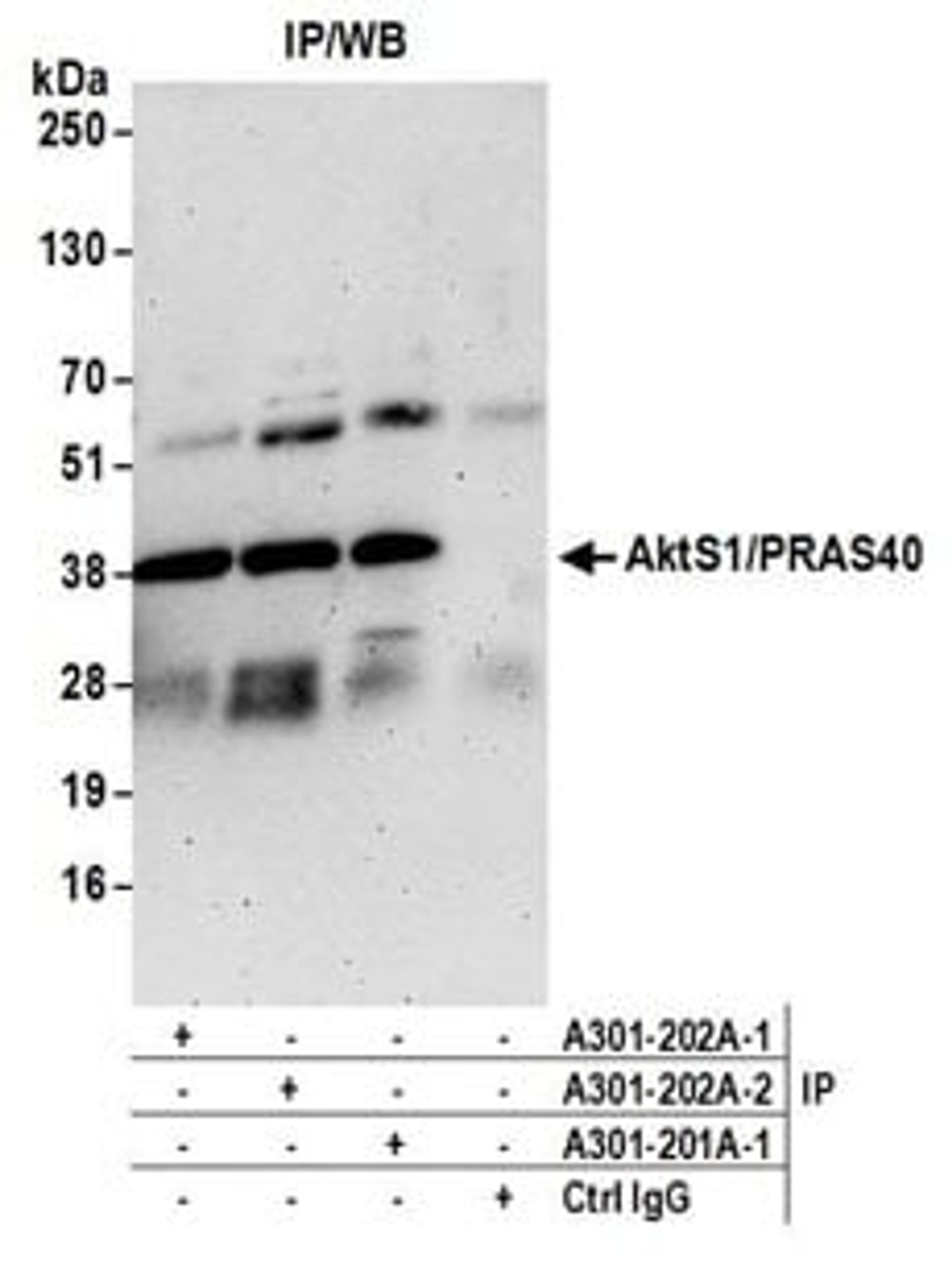 Detection of human AktS1/PRAS40 by western blot of immunoprecipitates.