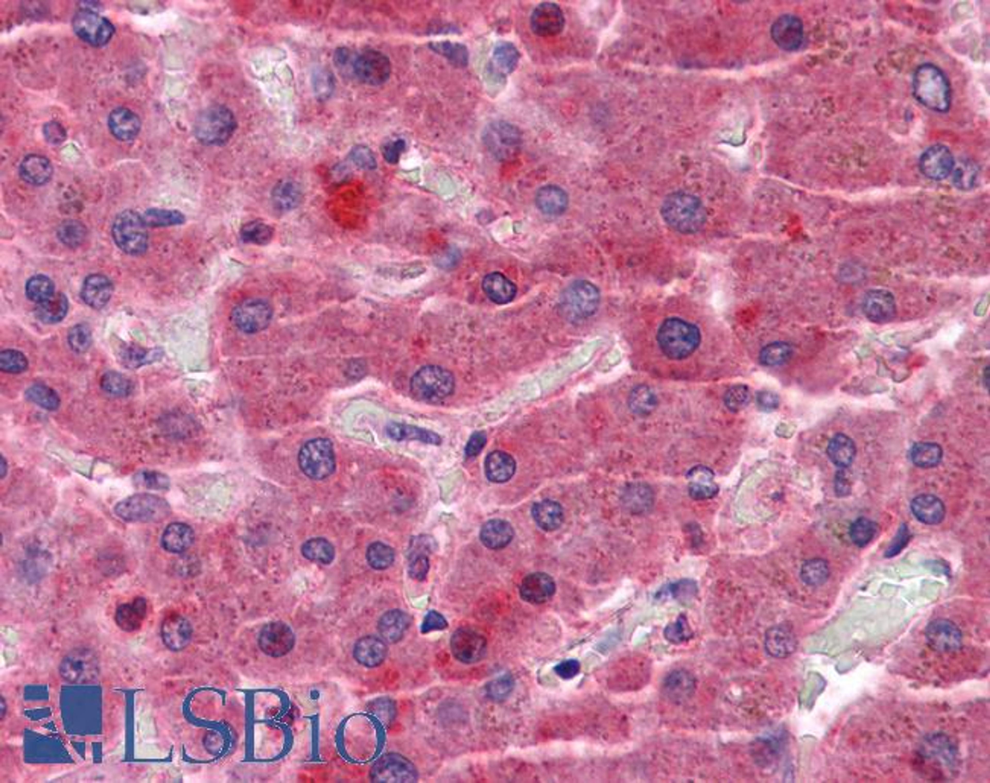 45-559 (3.75ug/ml) staining of paraffin embedded Human Liver. Steamed antigen retrieval with citrate buffer pH 6, AP-staining.