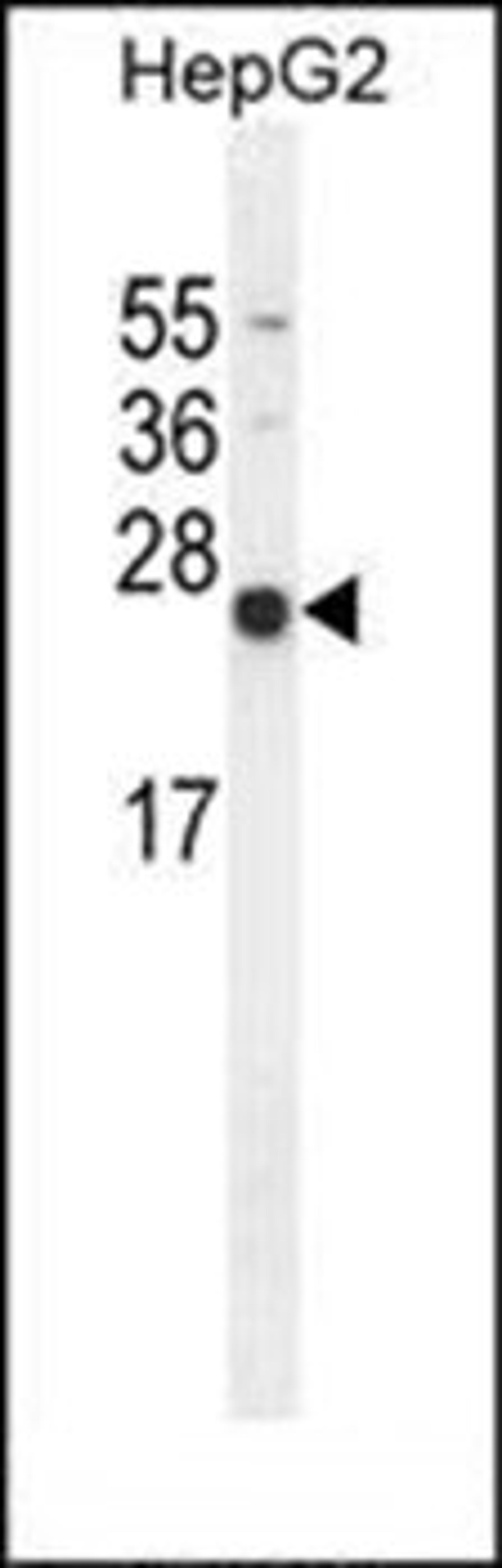 Western blot analysis of HepG2 cell line lysates (35ug/lane) using NUDT15 antibody (C-term)