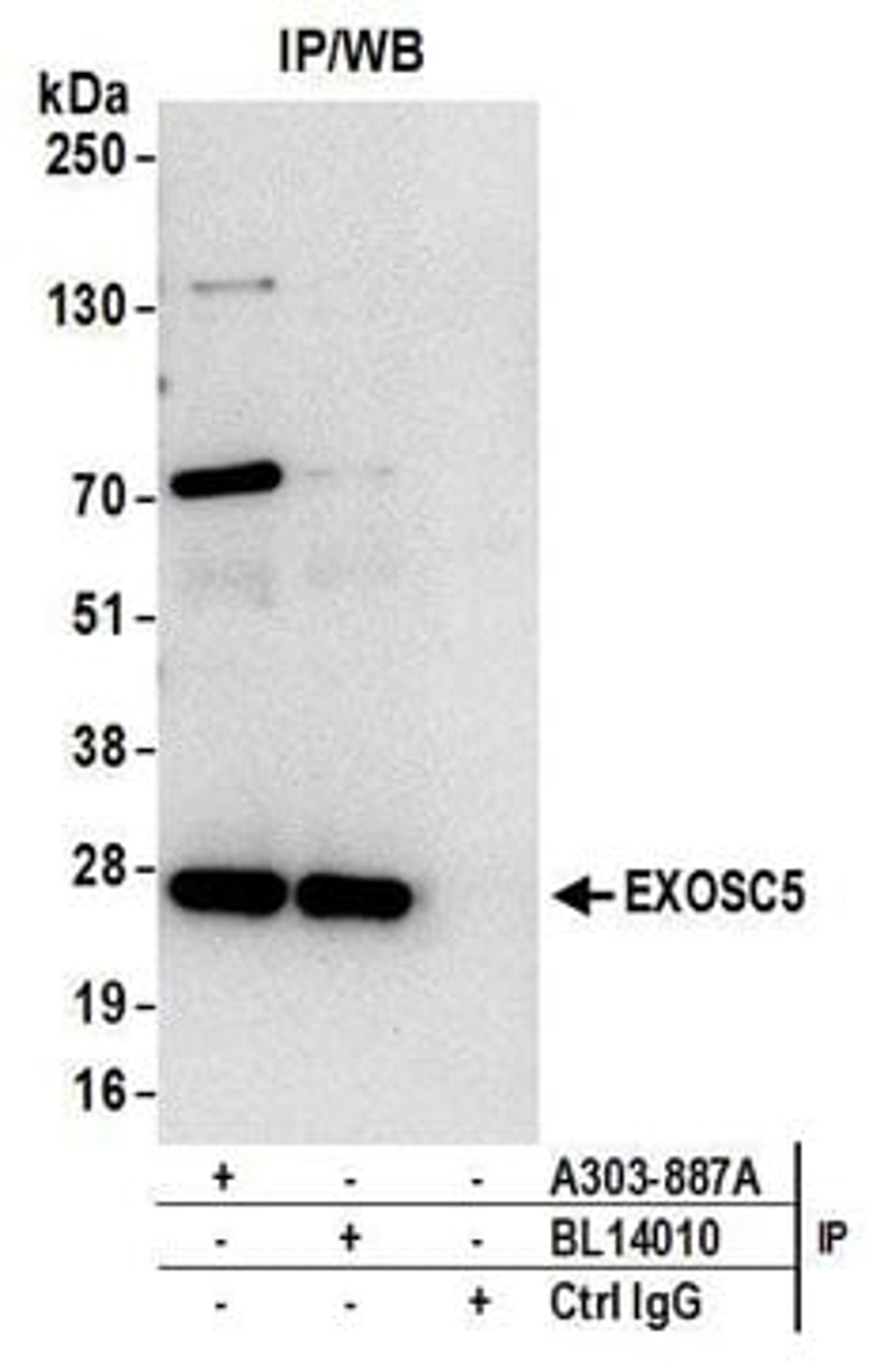 Detection of human EXOSC5 by western blot of immunoprecipitates.