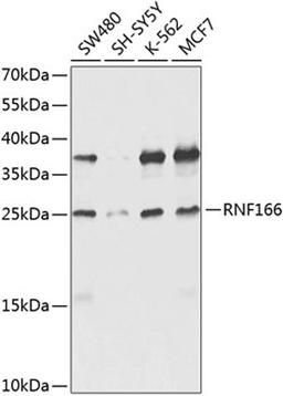 Western blot - RNF166 antibody (A8276)