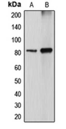 Western blot analysis of MDCK (Lane 1), COS7 (Lane 2) whole cell lysates using DGKA antibody