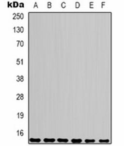 Western blot analysis of Hela (Lane 1), HepG2 (Lane 2), 293T (Lane 3), mouse heart (Lane 4), mouse muscle (Lane 5), rat heart (Lane 6) whole cell lysates using COX4-1 antibody