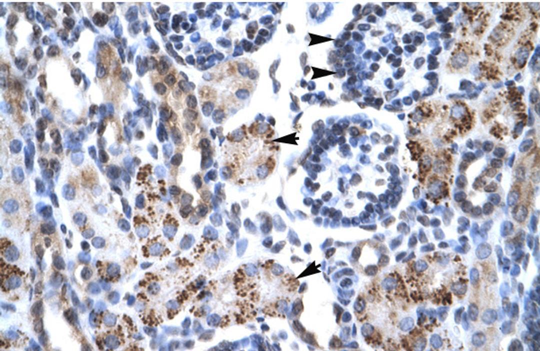 Antibody used in IHC on Human kidney at 4.0-8.0 ug/ml.