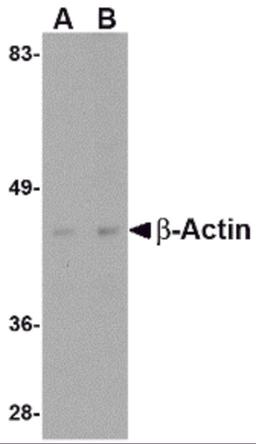 Western blot analysis of actin in HeLa cell lysate with beta-actin antibody at (A) 1 and (B) 2 &#956;g/mL.