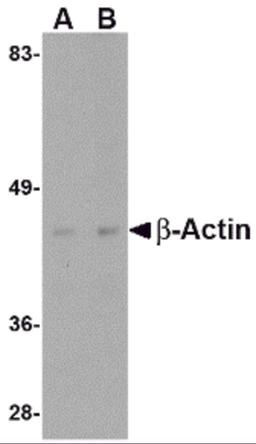 Western blot analysis of actin in HeLa cell lysate with beta-actin antibody at (A) 1 and (B) 2 μg/mL.