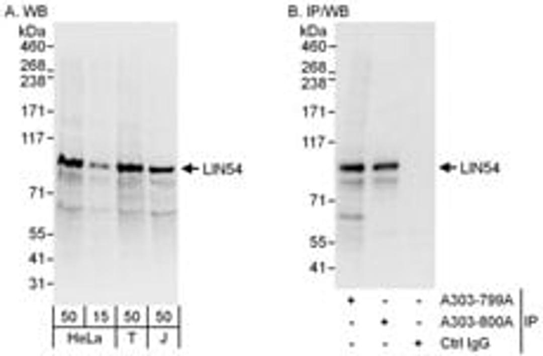 Detection of human LIN54 by western blot and immunoprecipitation.