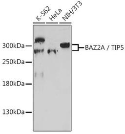 Western blot - BAZ2A / TIP5 antibody (A17629)