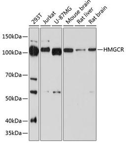 Western blot - HMGCR antibody (A19063)