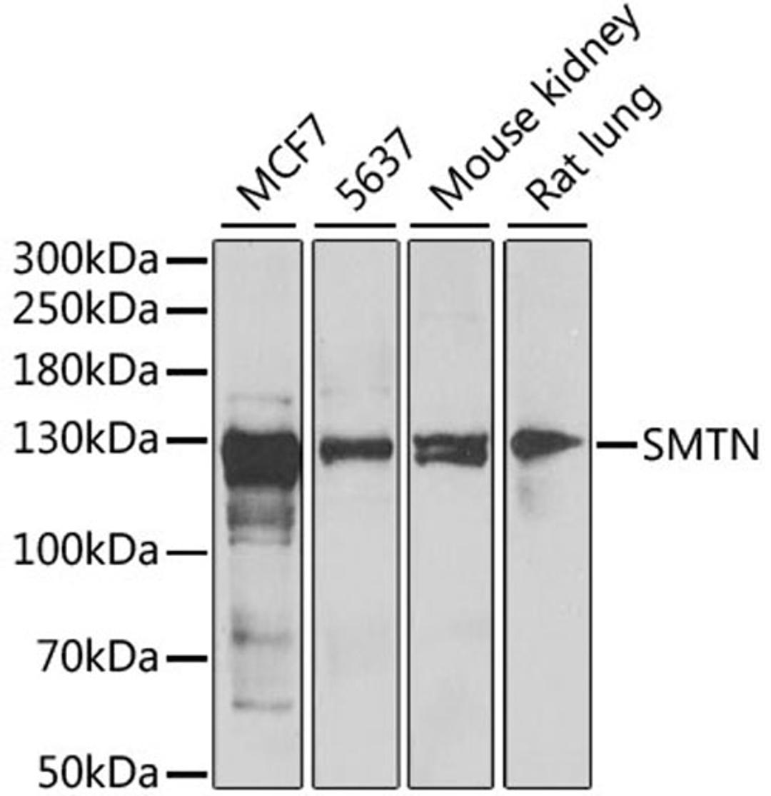 Western blot - SMTN antibody (A6745)