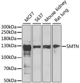 Western blot - SMTN antibody (A6745)