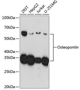 Western blot - Osteopontin antibody (A19092)