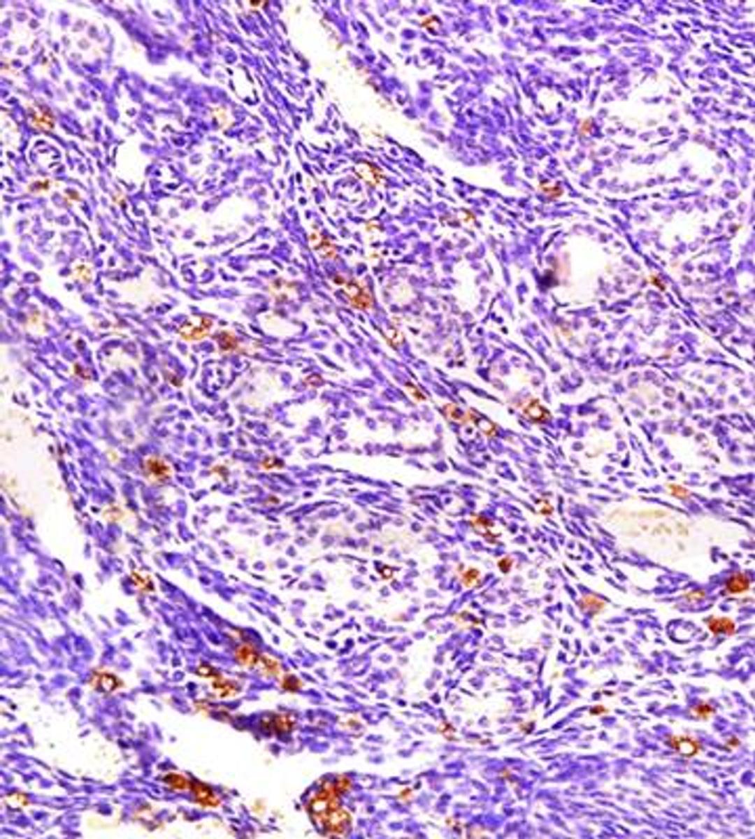 Immunohistochemical analysis of formalin fixed and paraffin embedded mouse endometrium tissue using ECM1 antibody 