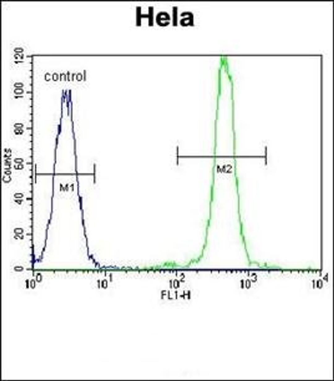 Flow cytometric analysis of Hela cells using FASN antibody (primary antibody dilution at: 1:10-50)