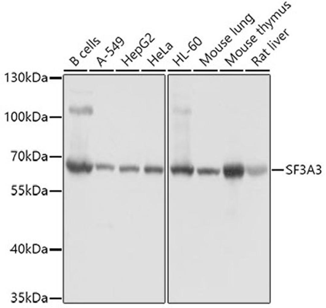 Western blot - SF3A3 antibody (A4465)