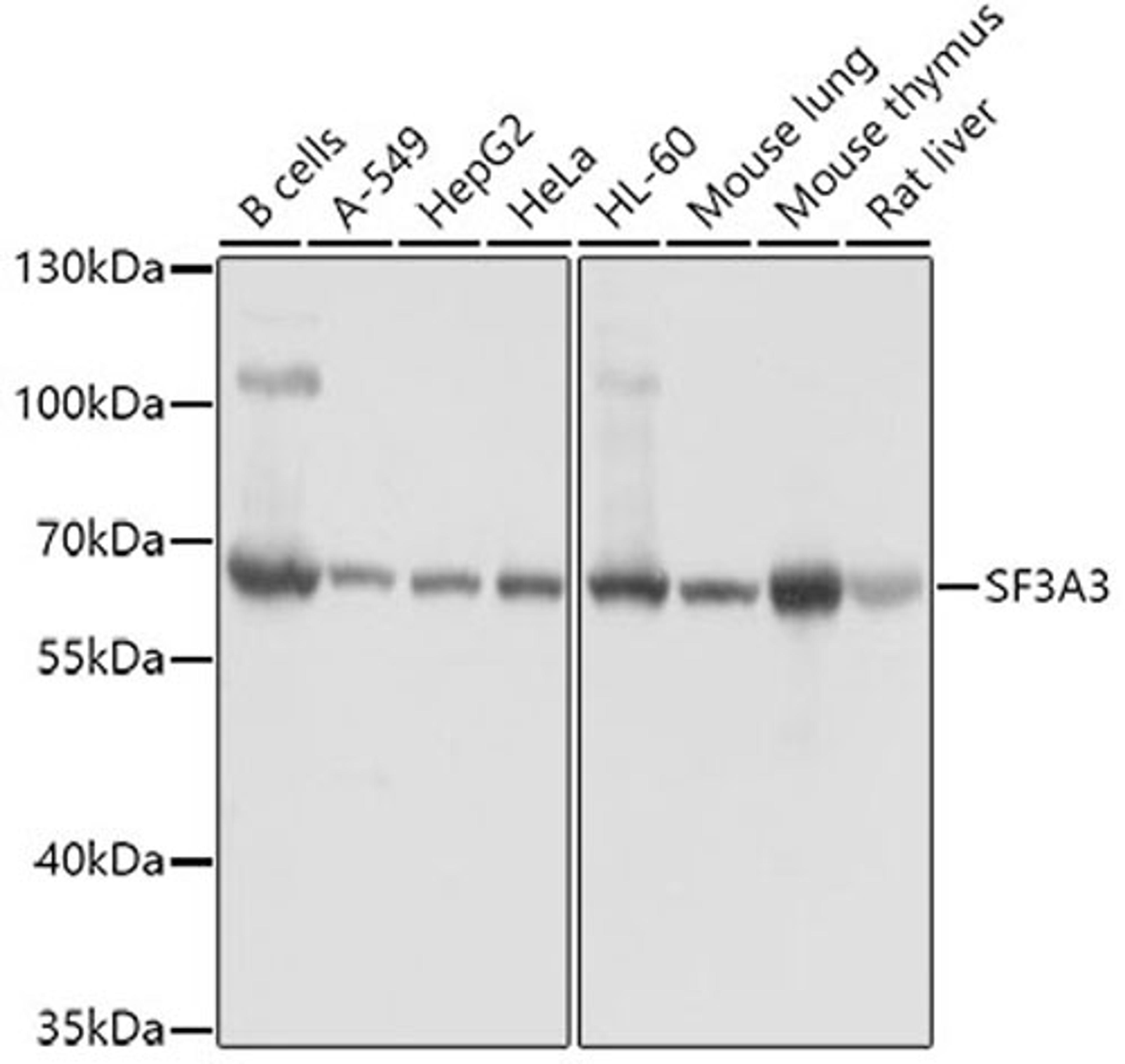 Western blot - SF3A3 antibody (A4465)