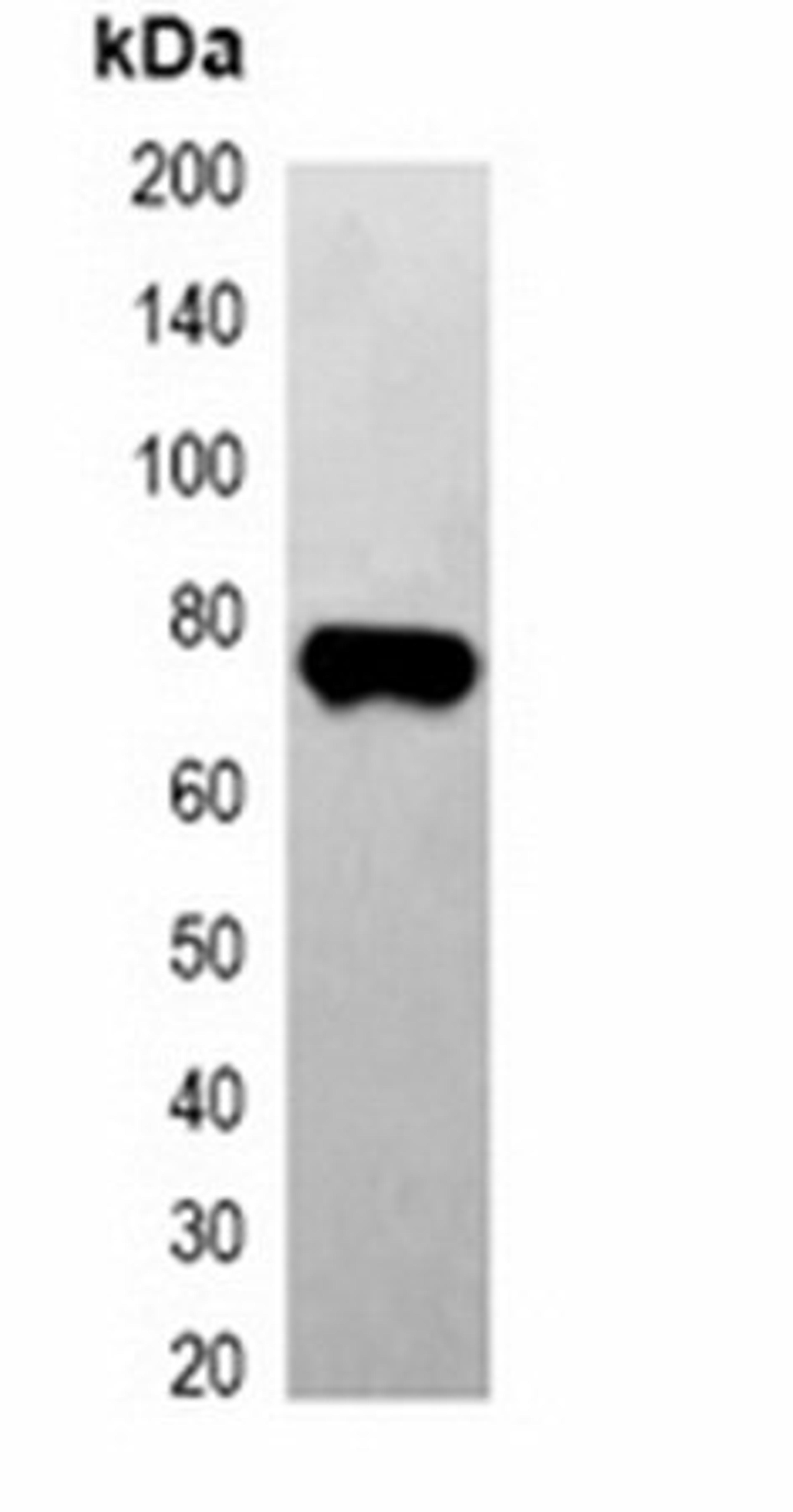 Western blot analysis of 293T cell lysate using EBFP-tag antibody