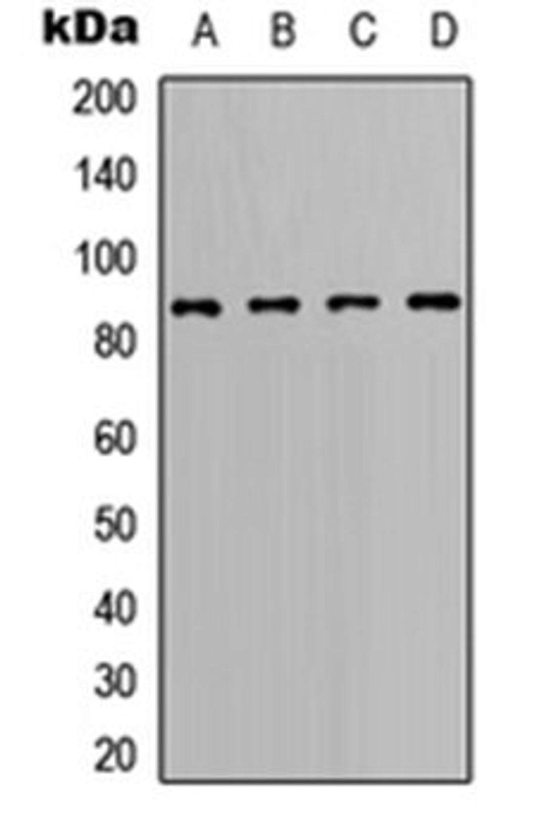 Western blot analysis of Ramos (Lane 1), A20 (Lane 2), Raw264.7 (Lane 3), PC12 (Lane 4) whole cell lysates using BCL6 antibody