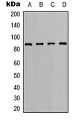 Western blot analysis of Ramos (Lane 1), A20 (Lane 2), Raw264.7 (Lane 3), PC12 (Lane 4) whole cell lysates using BCL6 antibody