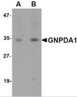 Western blot analysis of GNPDA1 in mouse kidney lysate with GNPDA1 antibody at (A) 1 and (B) 2 &#956;g/mL.