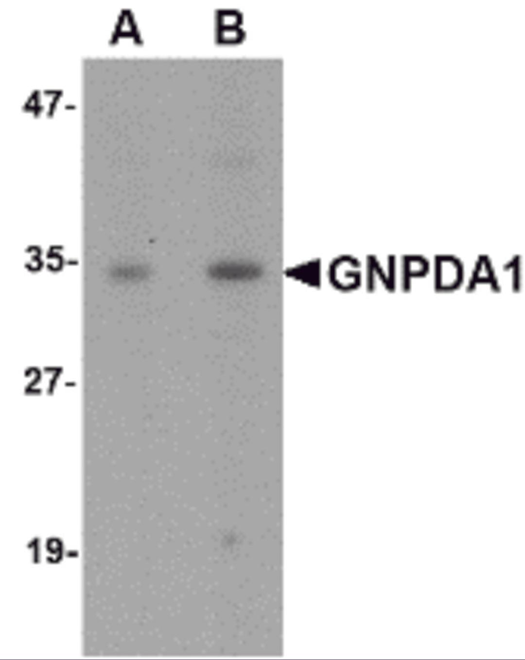Western blot analysis of GNPDA1 in mouse kidney lysate with GNPDA1 antibody at (A) 1 and (B) 2 μg/mL.