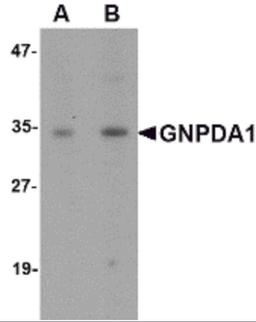 Western blot analysis of GNPDA1 in mouse kidney lysate with GNPDA1 antibody at (A) 1 and (B) 2 μg/mL.
