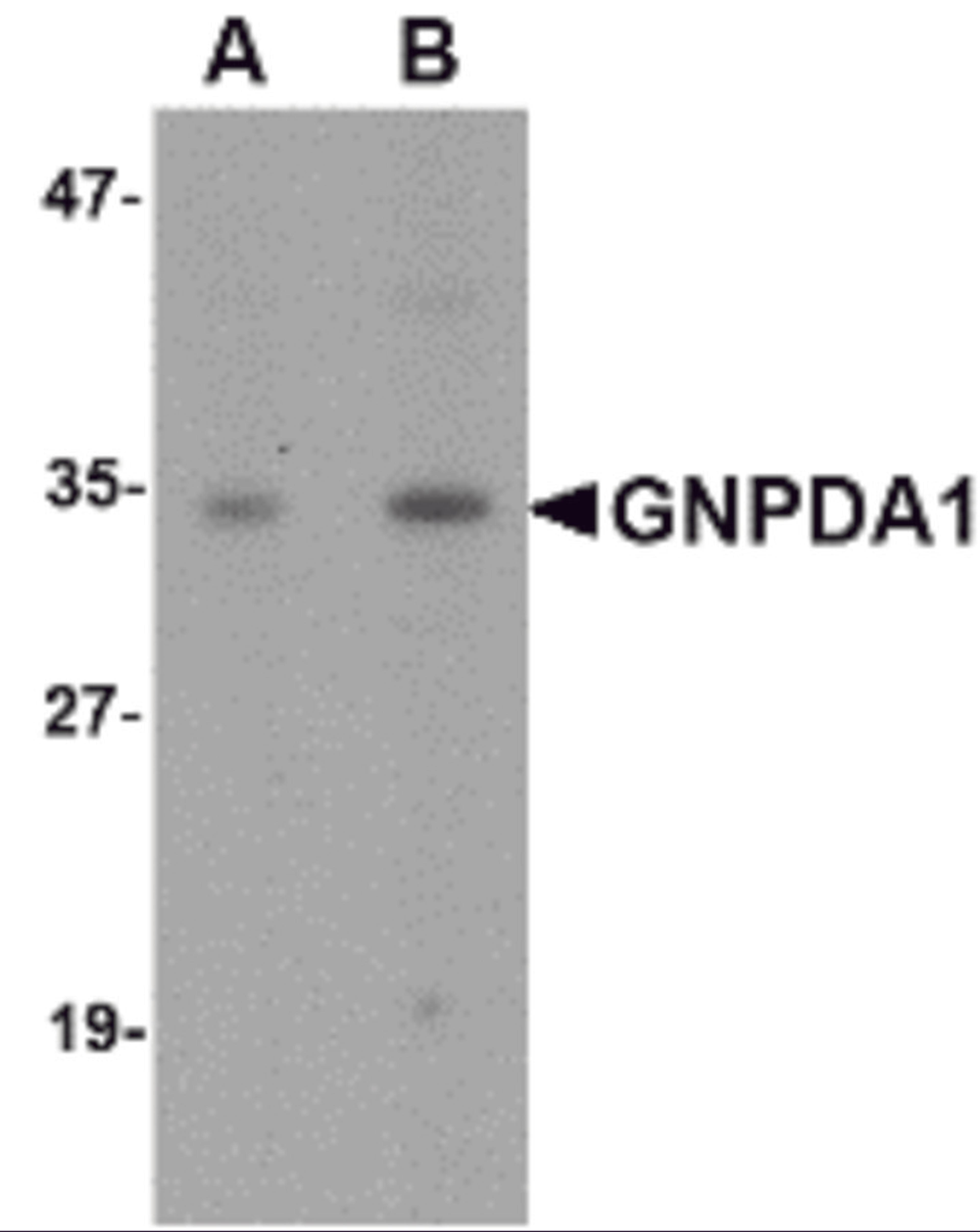 Western blot analysis of GNPDA1 in mouse kidney lysate with GNPDA1 antibody at (A) 1 and (B) 2 μg/mL.