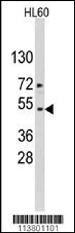 Western blot analysis of ACTB/ACTC Antibody in HL60 cell line lysates (35ug/lane).