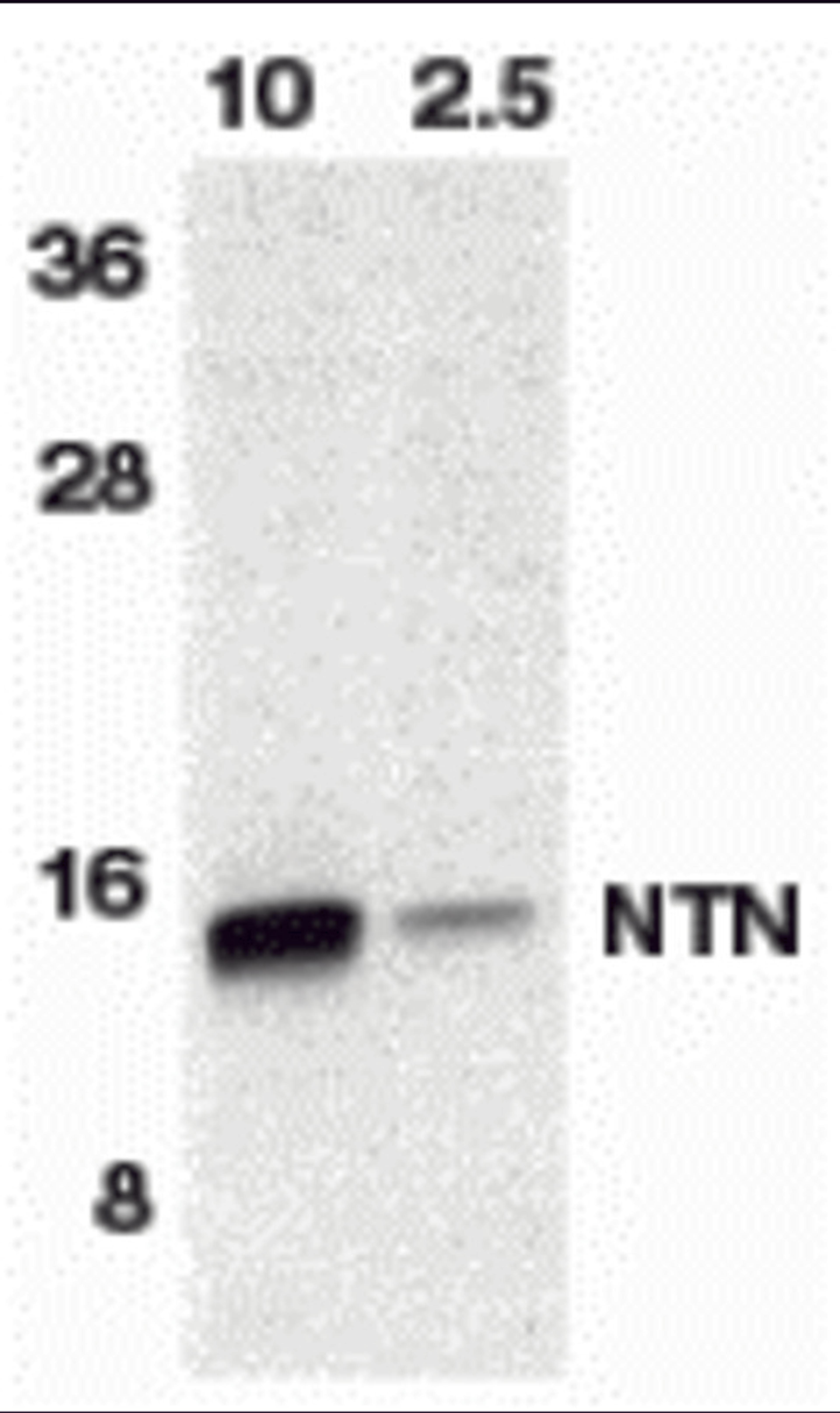 Western blot analysis of NTN in HeLa cell lyaste containing 10 or 2.5 ng of full length recombinant NTN with neurturin antibody at 1:500.