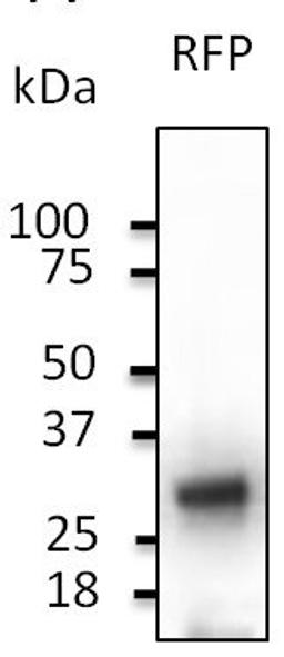 Western blot analysis of staining of WB293HEK cells transduced with RFP Ad lysates using RFP antibody