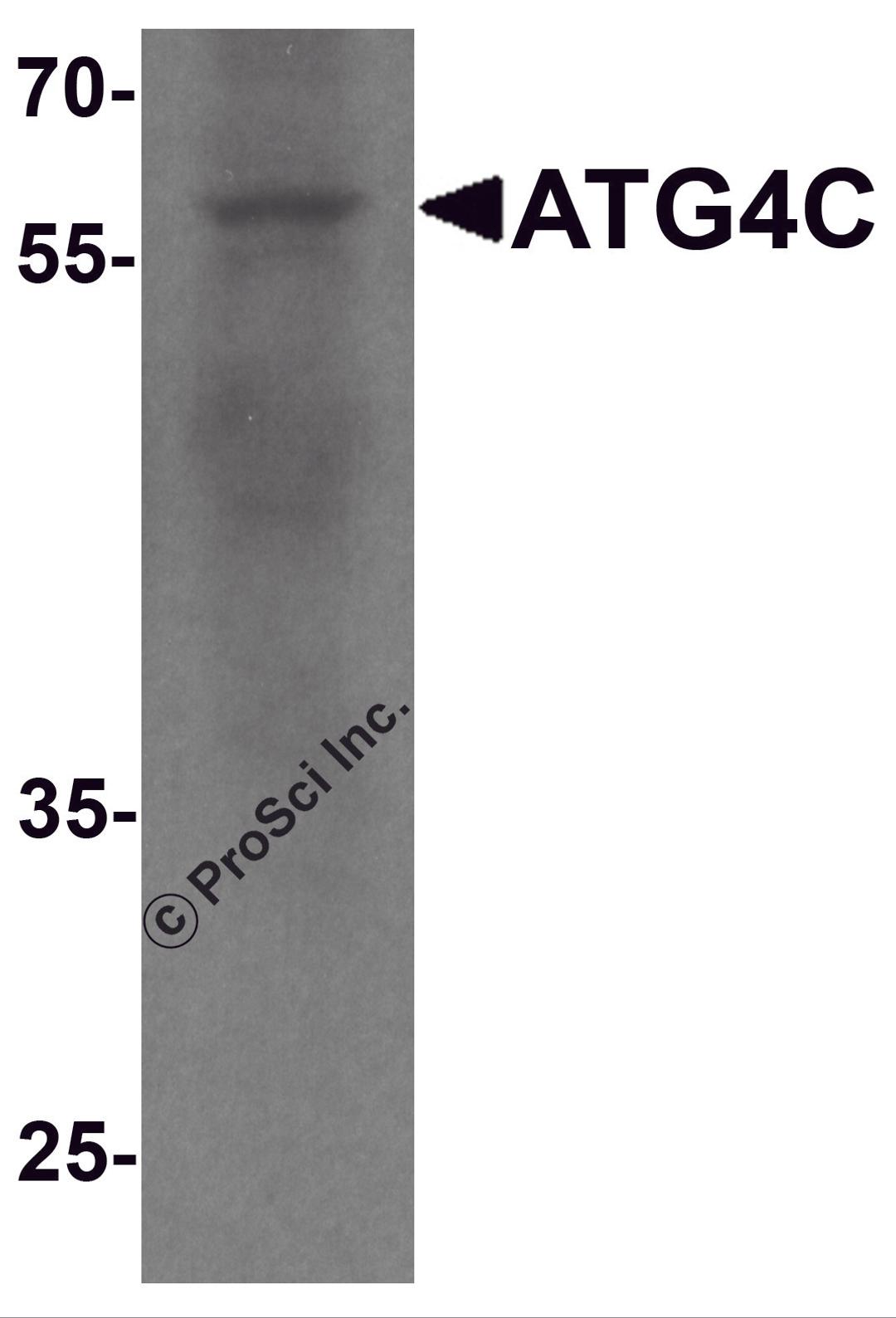 Western blot analysis of ATG4C in A549 cell lysate with ATG4C antibody at 1 μg/ml.