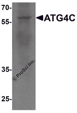 Western blot analysis of ATG4C in A549 cell lysate with ATG4C antibody at 1 μg/ml.