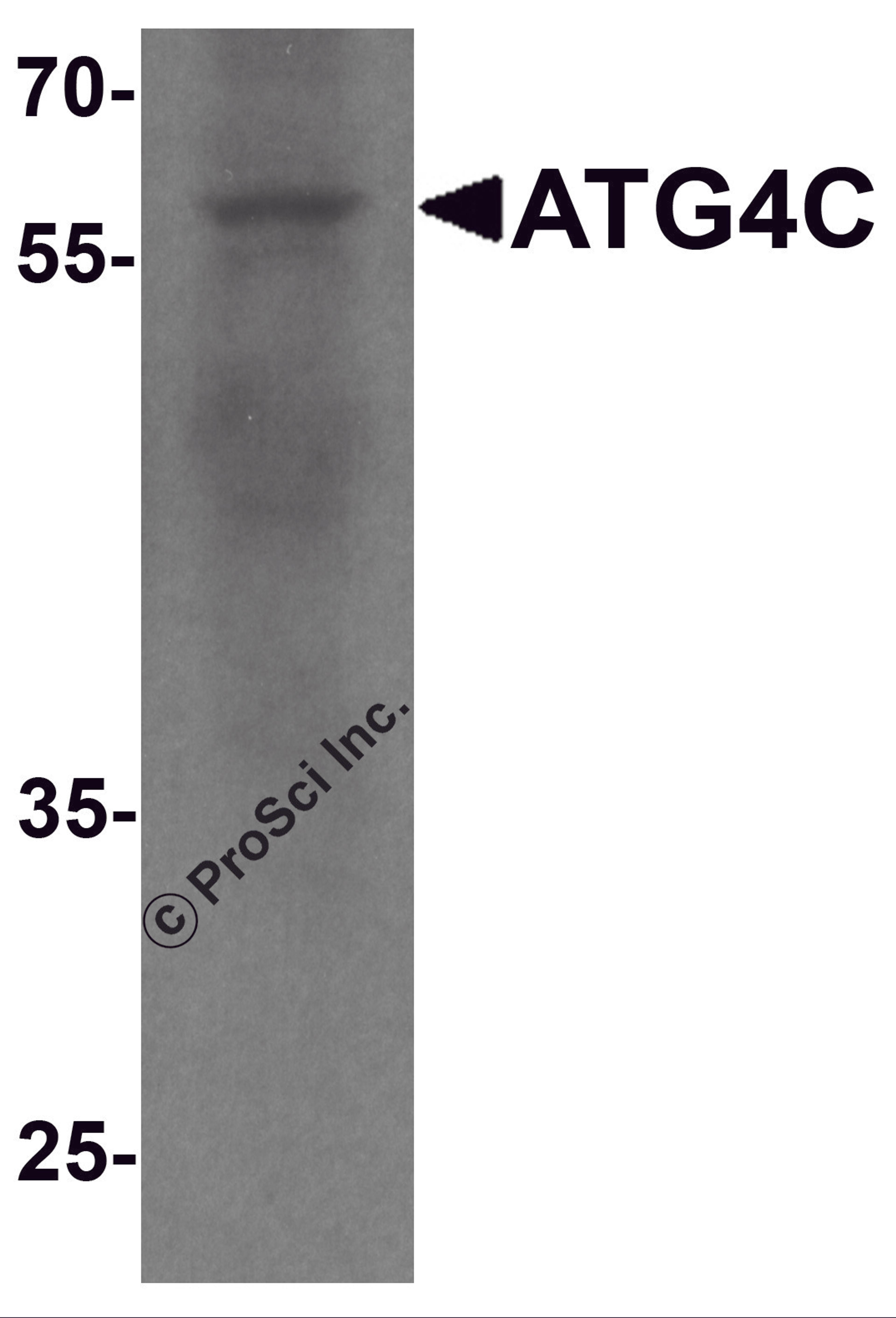 Western blot analysis of ATG4C in A549 cell lysate with ATG4C antibody at 1 μg/ml.