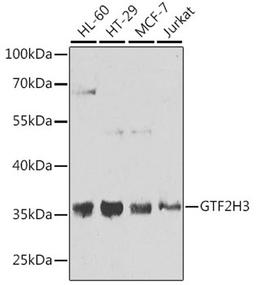 Western blot - GTF2H3 antibody (A7188)