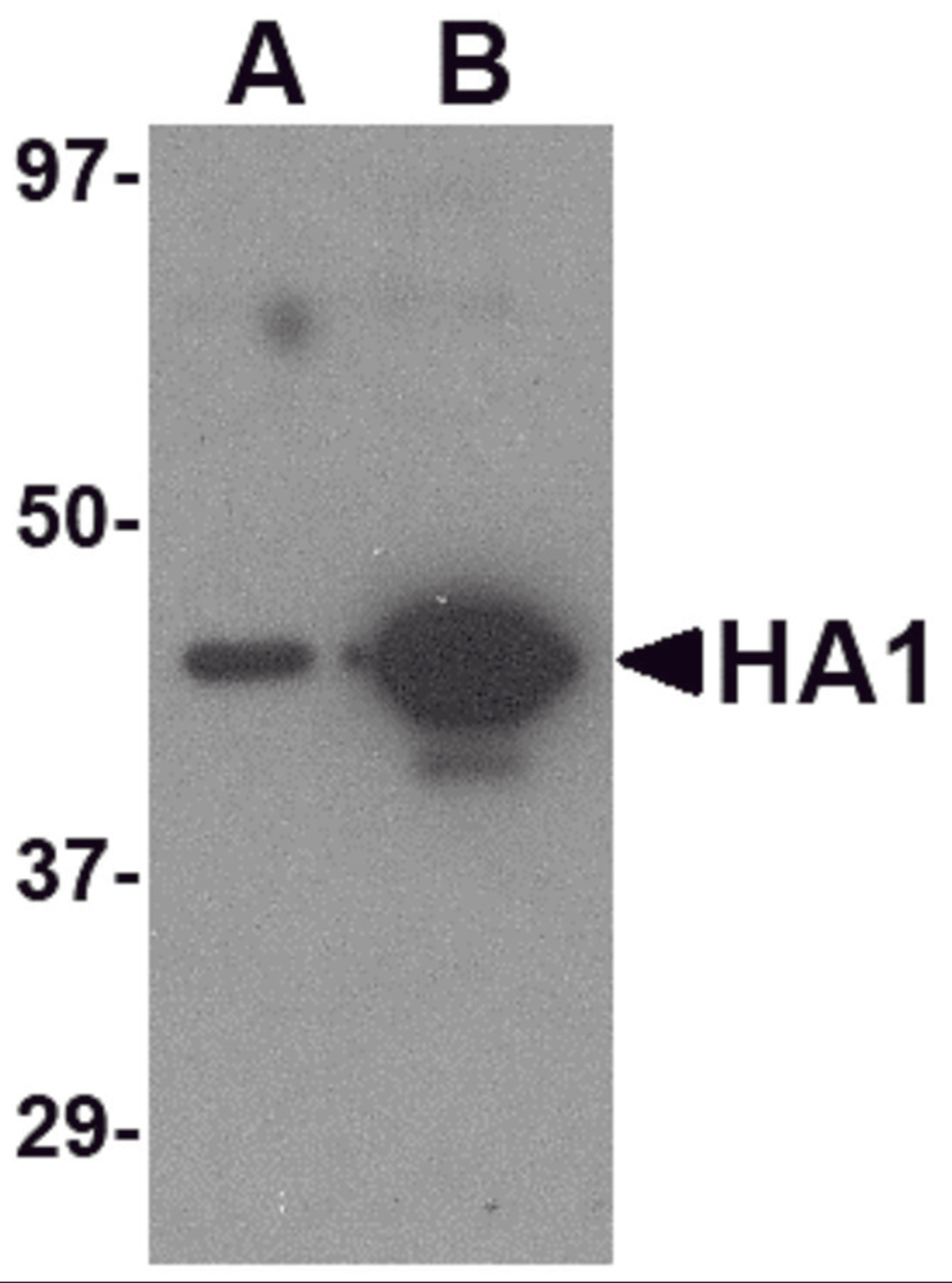 Western blot analysis of (A) 5 ng and (B) 25 ng of recombinant HA1 with Hemagglutinin antibody at 1 &#956;g/mL.