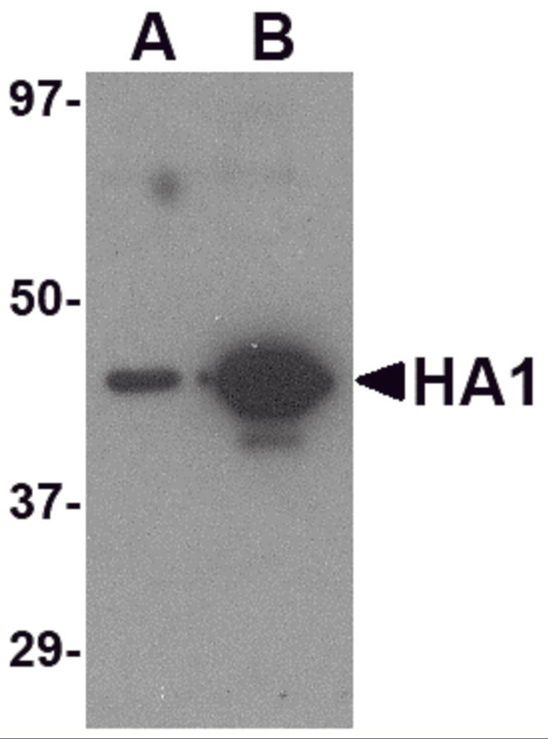 Western blot analysis of (A) 5 ng and (B) 25 ng of recombinant HA1 with Hemagglutinin antibody at 1 μg/mL.