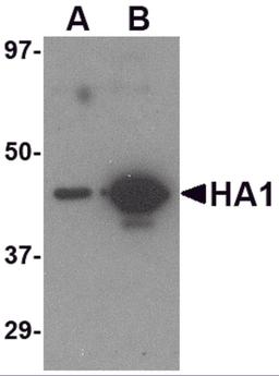 Western blot analysis of (A) 5 ng and (B) 25 ng of recombinant HA1 with Hemagglutinin antibody at 1 μg/mL.