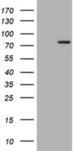 Western Blot: RASGRP3 Antibody (2C11) [NBP2-45528] - Analysis of HEK293T cells were transfected with the pCMV6-ENTRY control (Left lane) or pCMV6-ENTRY RASGRP3 .