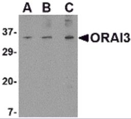 Western blot analysis of ORAI3 in A20 cell lysate with ORAI3 antibody at (A) 1, (B) 2 and (C) 4 &#956;g/mL.